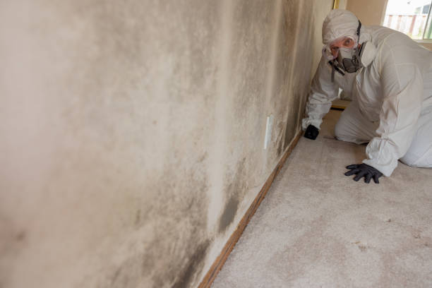Best Airborne Mold Testing  in Hallettsville, TX